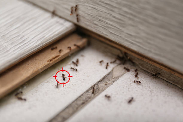 Best Flea Control Services  in Hutchins, TX
