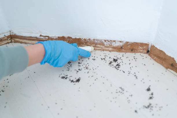 Best Termite Control Services  in Hutchins, TX